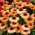 Echinacea purp. 'Prima Ginger´®