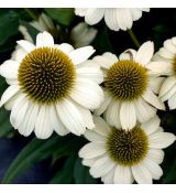 Echinacea purp. 'Princess Bride´®