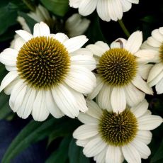 Echinacea purp. 'Princess Bride´®