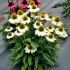 Echinacea purp. 'Princess Bride´®