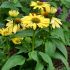 Echinacea purp. 'Chiquita´®