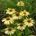 Echinacea purp. 'Chiquita´®