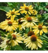 Echinacea purp. 'Chiquita´®