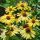 Echinacea purp. 'Chiquita´®