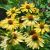 Echinacea purp. 'Chiquita´®