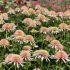 Echinacea purp. 'Cherry Fluff´®