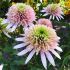 Echinacea purp. 'Cherry Fluff´®