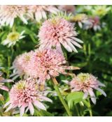 Echinacea purp. 'Cherry Fluff´®