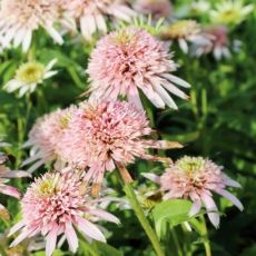 Echinacea purp. 'Cherry Fluff´®