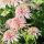 Echinacea purp. 'Cherry Fluff´®
