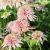 Echinacea purp. 'Cherry Fluff´®