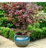 Acer palmatum 'Atropurpureum'