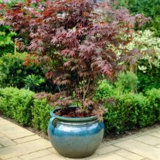 Acer palmatum 'Atropurpureum'