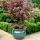 Acer palmatum 'Atropurpureum'
