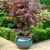 Acer palmatum 'Atropurpureum'