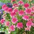 Echinacea purp. 'Pink Double Delight´®