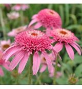Echinacea purp. 'Pink Double Delight´®