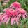 Echinacea purp. 'Pink Double Delight´®