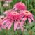 Echinacea purp. 'Pink Double Delight´®