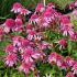 Echinacea purp. 'Pink Double Delight´®