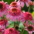Echinacea purp. 'Pink Double Delight´®