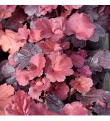 Heuchera 'Galaxy' ®