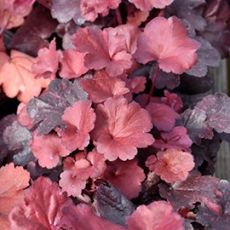 Heuchera 'Galaxy' ®