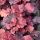 Heuchera 'Galaxy' ®