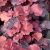 Heuchera 'Galaxy' ®