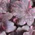 Heuchera 'Galaxy' ®
