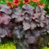 Heuchera 'Galaxy' ®