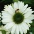 Echinacea purp. 'Virgin´®