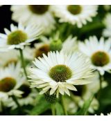 Echinacea purp. 'Virgin´®