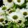 Echinacea purp. 'Virgin´®