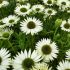 Echinacea purp. 'Virgin´®