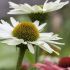 Echinacea purp. 'Virgin´®