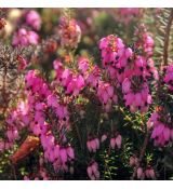 Erica carnea ´December Red´