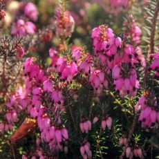 Erica carnea ´December Red´