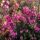Erica carnea ´December Red´