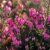 Erica carnea ´December Red´