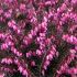 Erica carnea ´December Red´