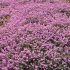 Erica carnea ´December Red´