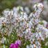 Erica carnea ´Springwood White´