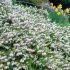 Erica carnea ´Springwood White´
