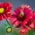 Gaillardia x grandiflora ´Burgunder´