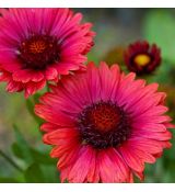 Gaillardia x grandiflora ´Burgunder´
