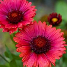 Gaillardia x grandiflora ´Burgunder´