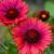 Gaillardia x grandiflora ´Burgunder´