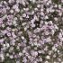 Gypsophila ´Rosenschleier´