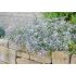 Gypsophila ´Rosenschleier´